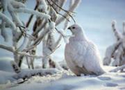 �����޸�� ������ѩҹ����