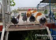 �ҳϻ���Ȯ����ھ͸ϸ����