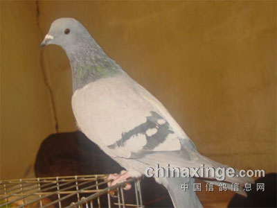 �����Ը硱רע�Ҹ�7�� ��ս���ϸ�ԭ����ʧ��