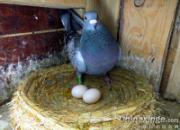 ���Ϲ�������δ�� �Ƹ�ſ�Ѳ���(ͼ)