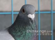 �ٹ�ġ����ӡ���ӭ�ؼң�(ͼ)