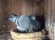 ҹ�����ѵ�� ���۴���Щ��ʧ