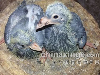 �����׸�ʱ����������ʯ�壿