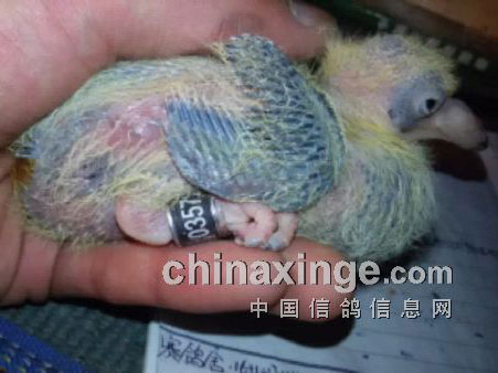 ���ѵ�����15���»������߶˴����ϵ���(ͼ)