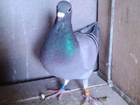 ���Ǹ룺������������8��(ͼ)