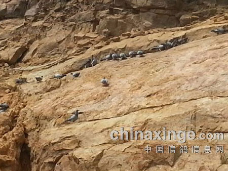 �Ҹ�ѵ����ɽ��Ӫ����(ͼ)