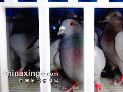 ���ﴦ��δ�ɷѸ룺���������� �������м�����