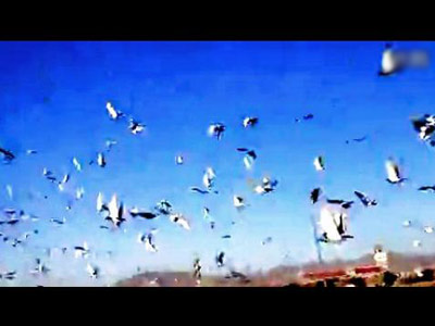 �շ�վ�鳲���� ����İ����ѷ���