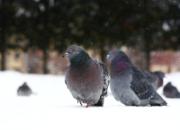 ���ո������Ϊ�������㹱��