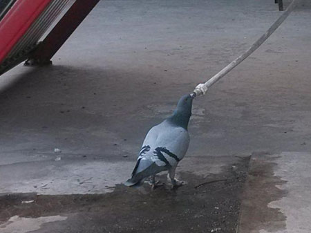 �������겻�� �����ջ����(ͼ)