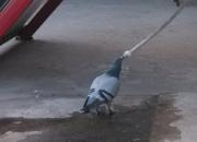 �������겻�� �����ջ����(ͼ)