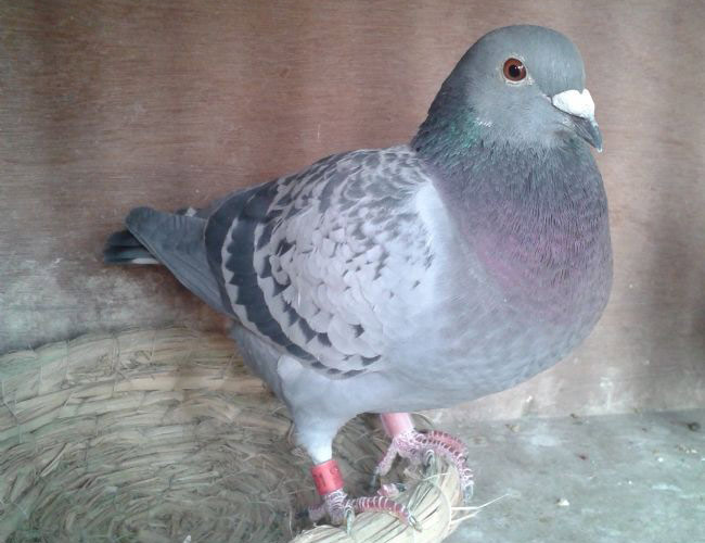 վ�ڡ����ˡ����Ͼ�����Χ(ͼ)