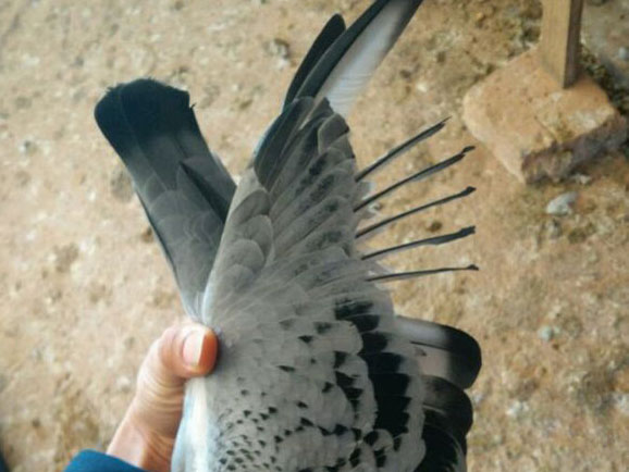 ��ʧ�ָ�һ�������ɻ�(ͼ)