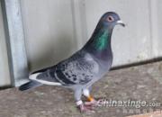 ������û��Ѫͳ��������