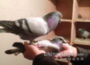 ��å�۸룺������ѹ����һү��(ͼ)