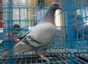 ���������ֹ���񽱸�����(ͼ)