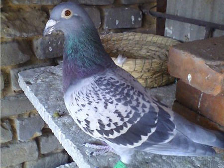 21����ѣ����������������(ͼ)