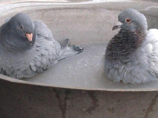 ϴ�����㡰ıɱ�����ϴ�