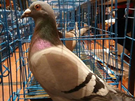 18���ĻصĹ����(ͼ)