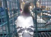 ���������ֹ���񽱸�����(��Ƶ)