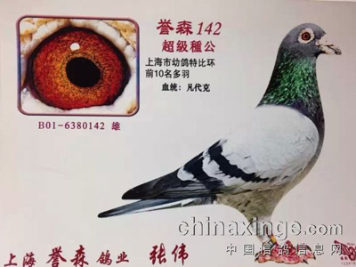 �Ϻ����ѣ��������˻ƽ��ۡ���ս�人����(ͼ)