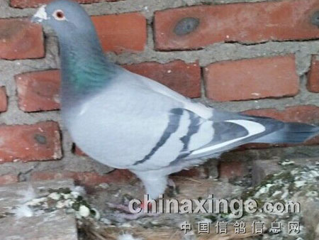 ��ս������ ����������ĸ��(ͼ)