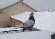 ���������磺��ӥ�ϻ��´��˹�(ͼ)