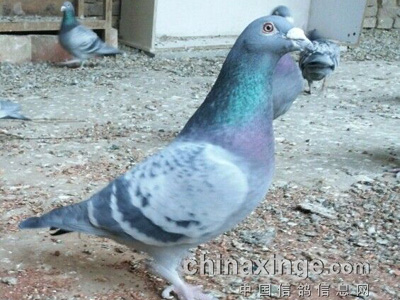 70Ԫ�������� �����������(ͼ)