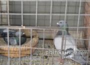 �Ϻ��н�ԣ�и����ָ���ǰ����ع�(ͼ)