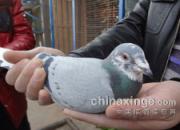 ���Ĵ����� �����㴨��(ͼ)