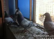 ղɭ019����������Ҳ������(ͼ)