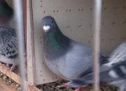 �����պ�ƽ�������䶼�ܳ��ھ�