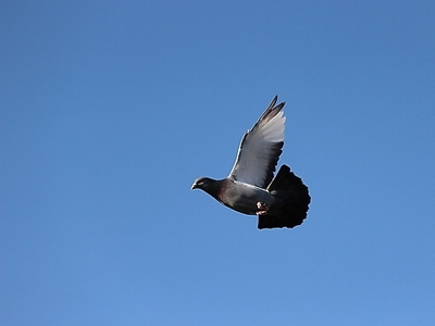 ֱ��500���� 12��10