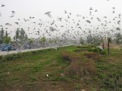 ������Ƶ��й������˶���ģʽ