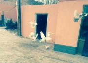 ��ѧ�����ݷ��ġ������Ρ�����(ͼ)