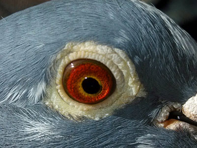 ������ʽ�����д�4��(ͼ)