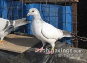 ��Ϊ���˺Ͱ����Ҹ���(ͼ)