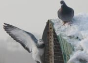 ����չ�᣺ѩ������Ϸ(ͼ)