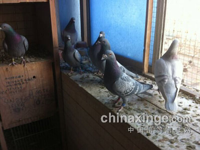 ������ղɭ.���˹(ͼ)