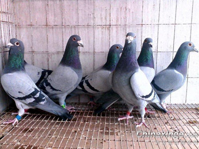 ���������� æ����һ��(ͼ)