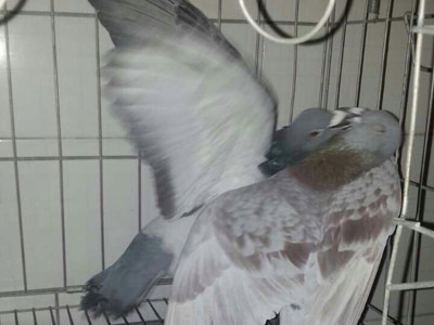 �۸�����(ͼ)