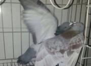 �۸�����(ͼ)