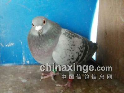 ����ƷϵҲ�в���