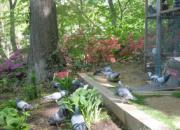 �������ڼǣ�ɢ����Ҳ�ܽ���(��)