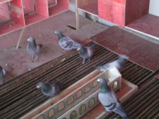 ���ѡ��Ͼӡ����¸��Ὠ����(ͼ)