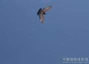 �ҶԲ������ǣ����������ĸ��