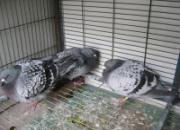 ��һ�β��� ���ٲ�������