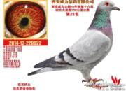 ʦͽǿǿ�����������ھ�(ͼ)