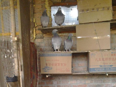 ��������������(ͼ)