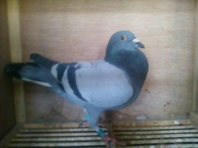 ������Ե֮�콵����